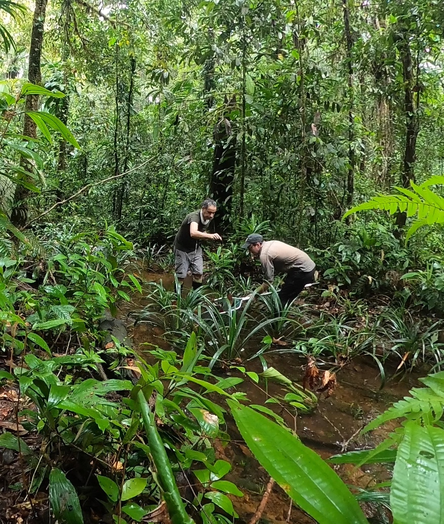 Davidefishes's tweet image. Several species of South American fishes🌎live in leaf litter🍂🍂, including electric fishes⚡️🐡🐠🐟
Even when already captured and with the aid of ⚡️🐟detector 🔊 , finding ⚡️🐠 among 🍂 can be like finding a needle in a haystack!  @NMNH Sound up! 🔊 #FrenchGuianaExpedition