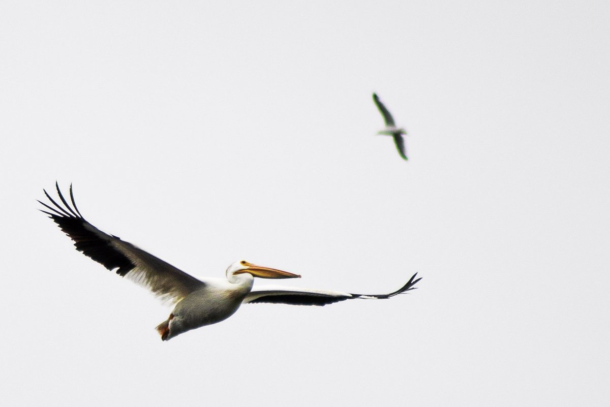 QT Something white. American White Pelican.