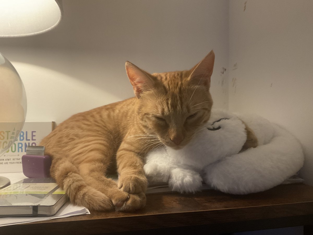 Barnie and his buddy! 😺 Hapy #caturday 🧡