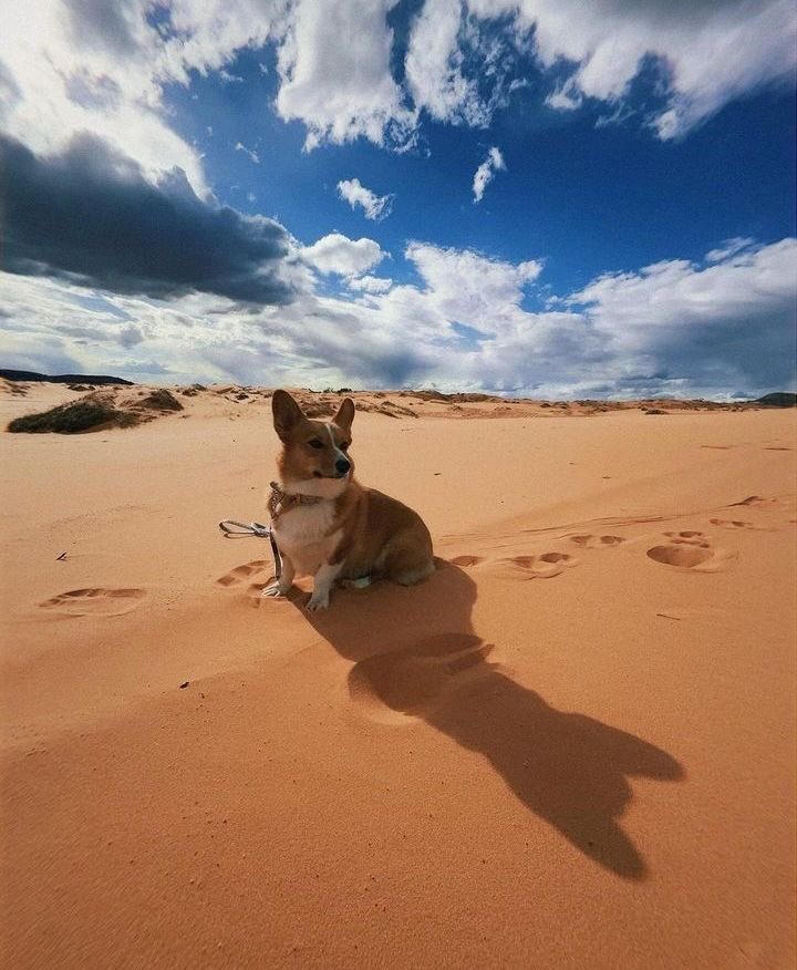 so adoroble_ 🤩❤️👀

credit 📸:@pinterest 

#corgidog #corgibutt #corgilove #corgipuppy #corgilife #corgicute #corgiworld #corgibest