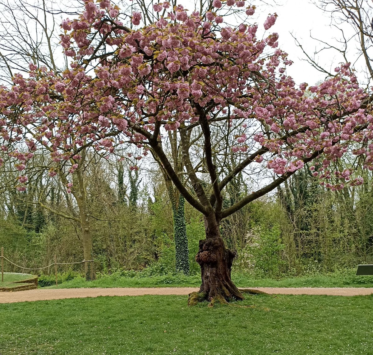 Il porte le Printemps à bout de branches. Le vieil arbre. Belle fin de journée à Vous.