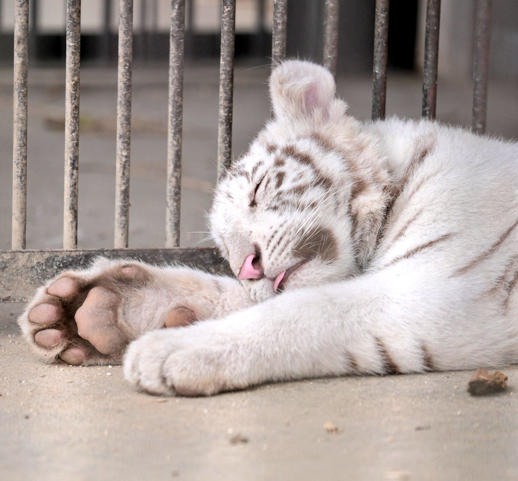 すやすや💤 #ホワイトタイガー #宇都宮動物園