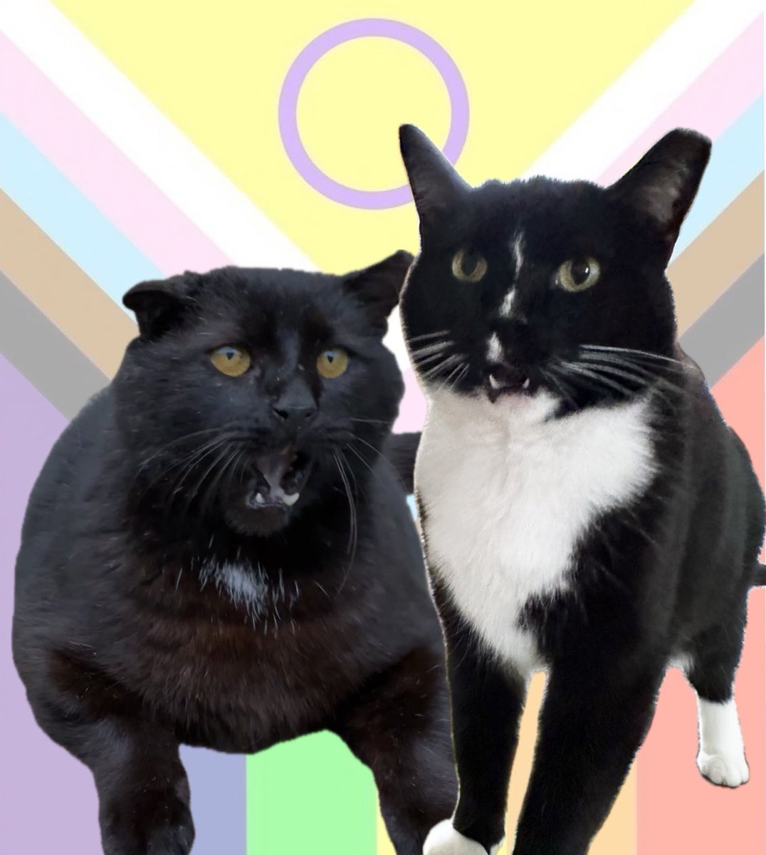 ReaganAndWonky's tweet image. how we’s look at yu if yu think we’s support transphobia, racism, or any other kind of oppression. gtfo our page. ✊🏾🏳️⚧️💖