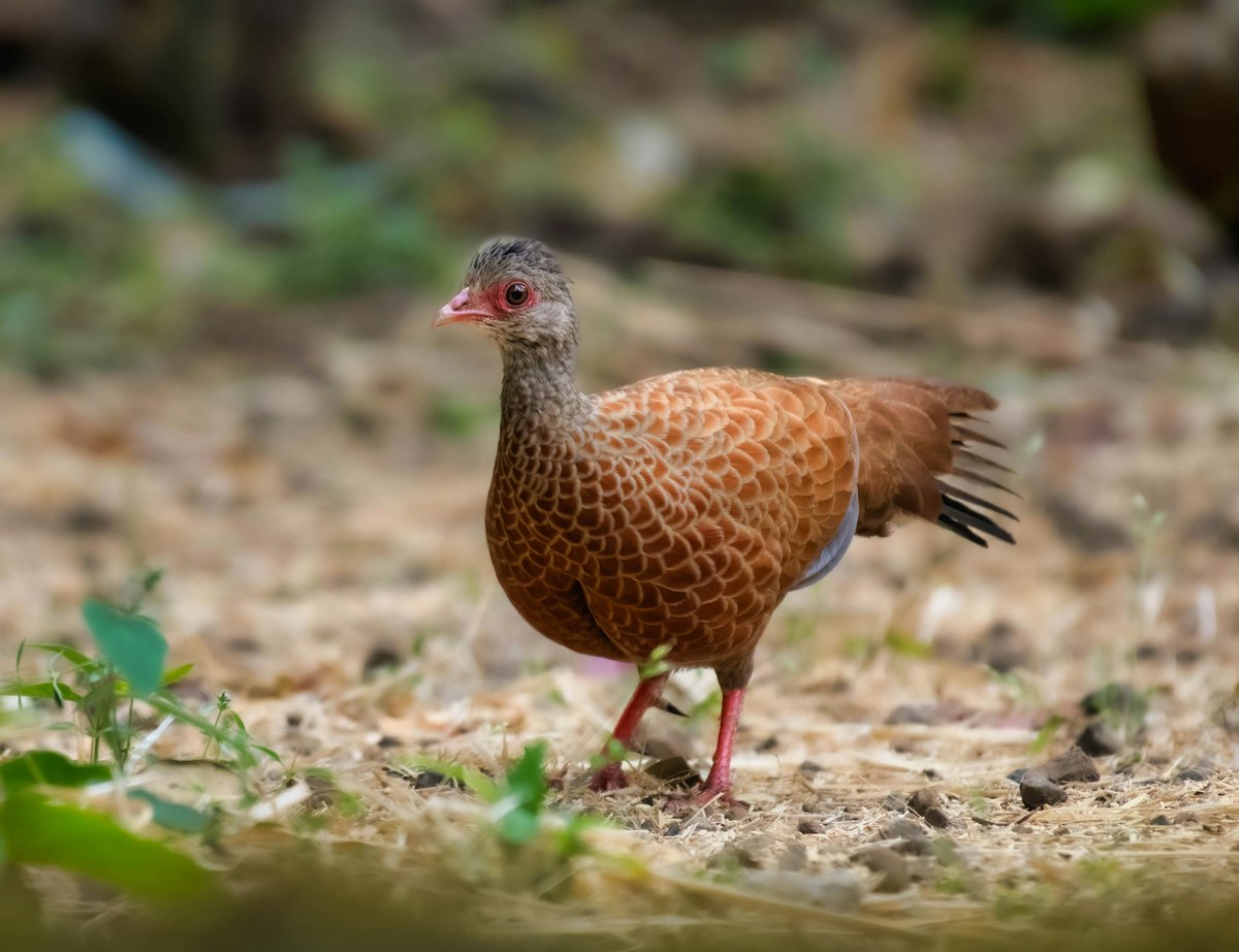 Check out this red spurfowl strutting its stuff! These ground-dwelling birds are found in the dry forests and grasslands of India. #birding #naturephotography 🇮🇳