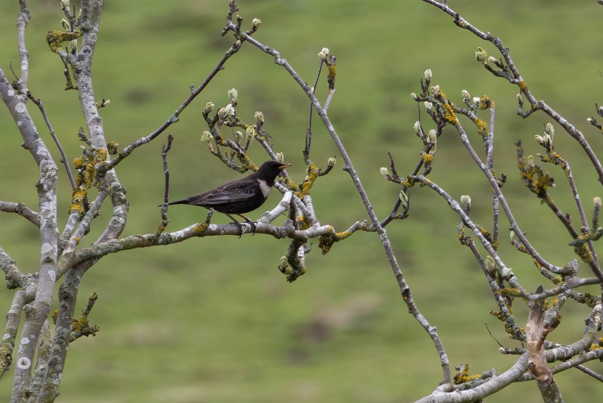 A heavily cropped shot of a Ring Ouzel in Sleddale this morning