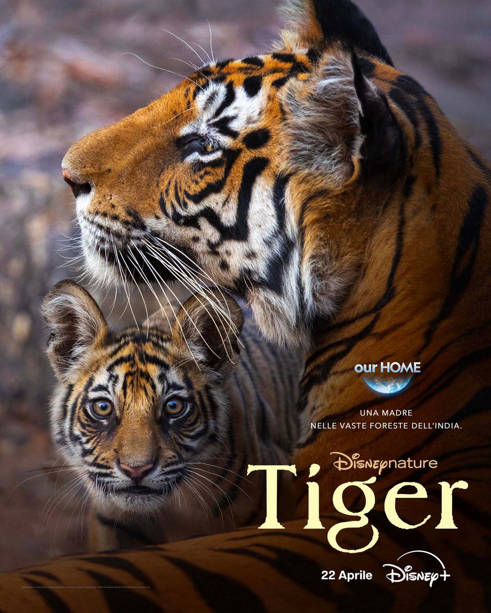 Guardate il nuovissimo poster di Disneynature's #Tiger. In arrivo su #DisneyPlus in occasione della Giornata della Terra, il 22 aprile.