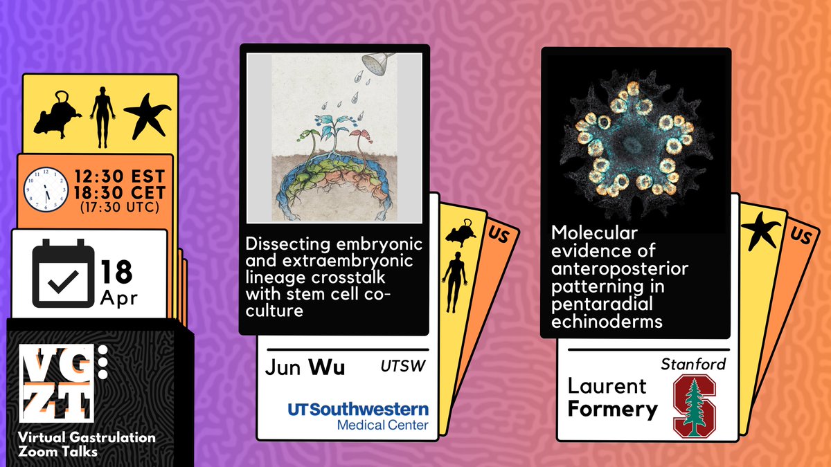 Get ready to embrace the exciting new episode of VGZT! 🎉🎉This time we will discuss the stem cell communications in embryloid models with @leo_jwu and the anterior-posterior patterning in #sea_star⭐️with @FormeryLaurent !🪄 Join on 18th Apr, 2:30 EDT/ 18:30 CET/ 16:30 UTC!!