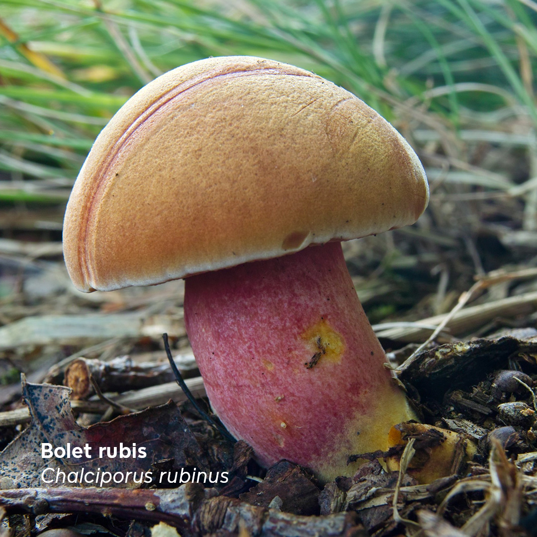 Les champignons français sont menacés 🍄🔴
Pour la première fois, la fonge française fait l’objet d’une Liste rouge : sur 319 espèces de #champignons à chapeau, plus d’une dizaine sont menacées et 25% doivent être mieux connus pour évaluer leur état. 👉 bit.ly/4cJagGF