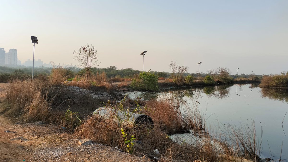 @NMMCCommr This area is protected by the court as noted wetlands of Navi Mumbai pls note It's Places of millions of birds and wild animals. Very sad that deliberately greedy people lands sharks wanted to destroy the rich habitats. That's why they tried to put lights. @PMOIndia