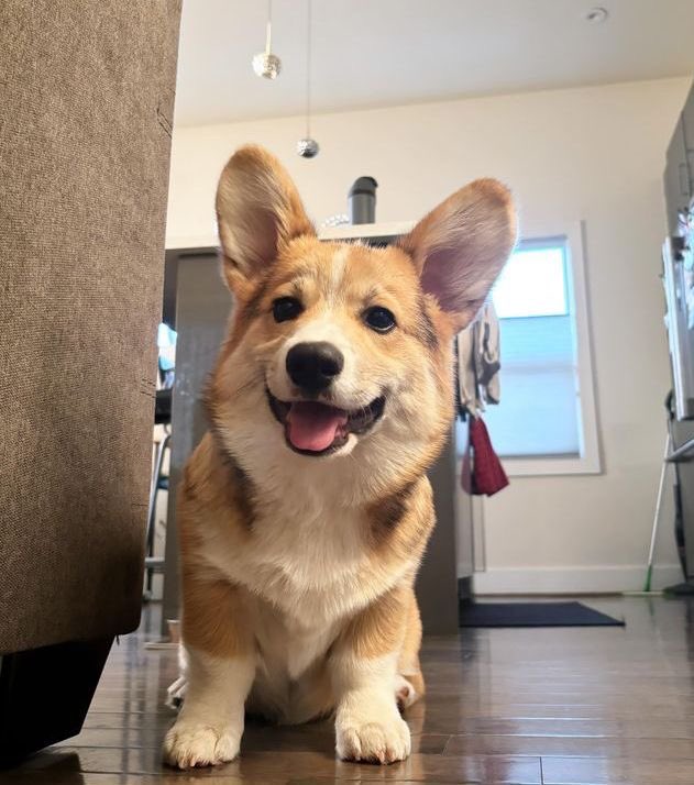 Happy corgi🧡 

credit 📸:@pinterest 

#corgidog #corgibutt #corgilove #corgipuppy #corgilife #corgicute #corgiworld #corgibest