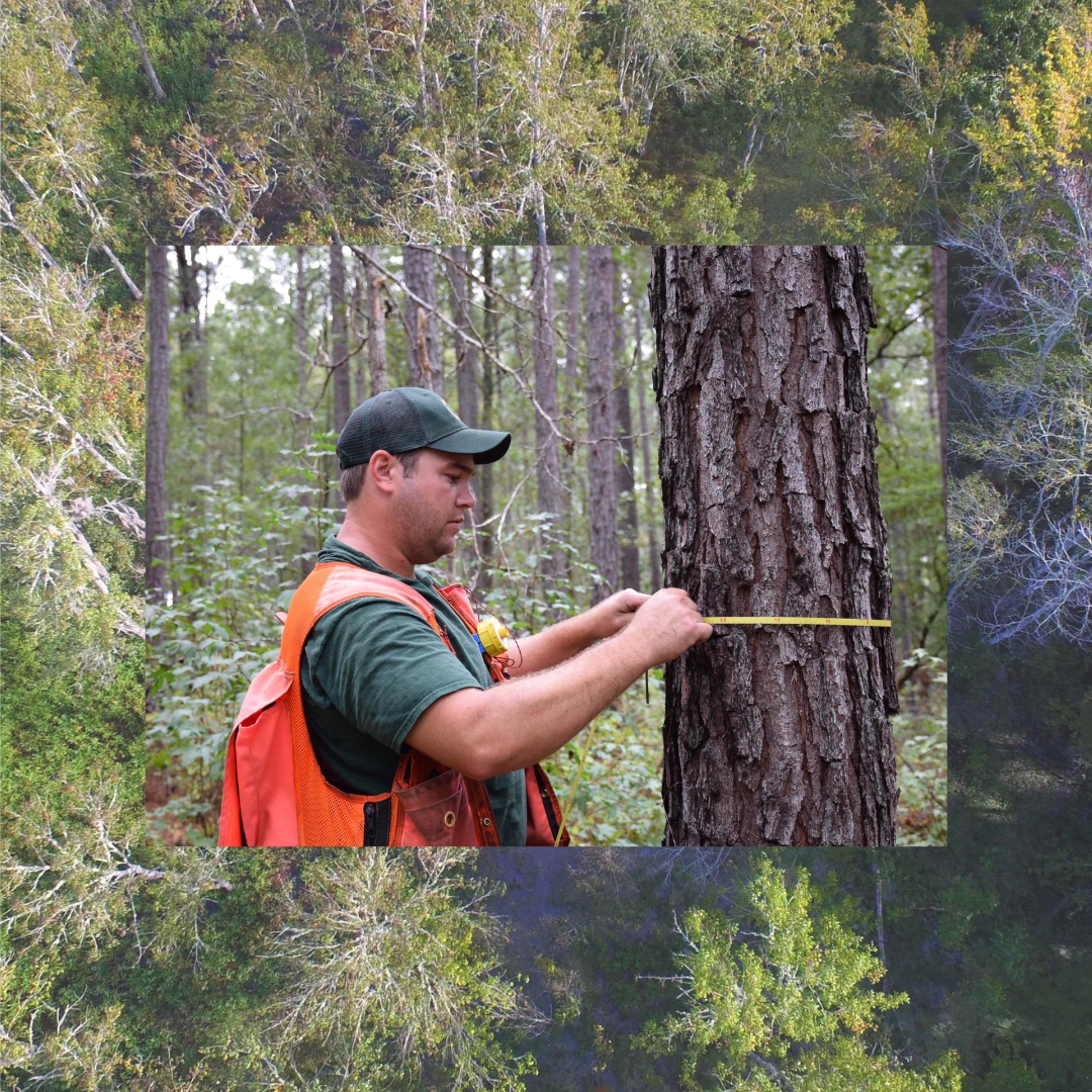 We are #hiring! Current openings: 🌳Forestry Technician 🌳Project Forester 🌳Stewardship Forester 🌳Assistant Director 🌳Coastal BMP Forester 🎧️Dispatcher 🚒Supply Manager Visit bit.ly/3t4Fnd3 to learn more about our current openings.