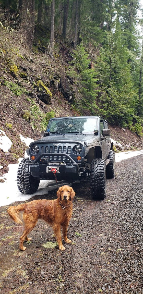 Happy National Pet Day 🐶
#goldenretriever #jeep #jeepwrangler #NationalPetDay2024