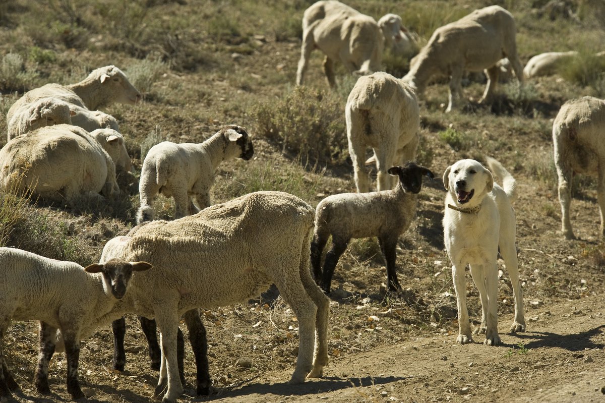 On #NationalPetDay, we are giving a shoutout to our beloved furry companions, including working dogs who guard against predators and provide ranchers with innovative ways to reduce livestock losses 🐾