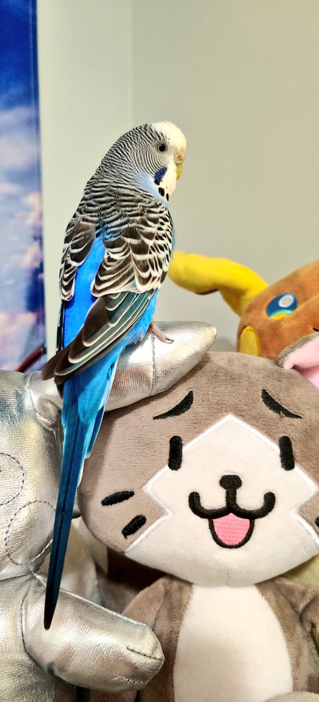 Chris「クリス」🇦🇺 🇺🇦 🇵🇸🐦 tweet media