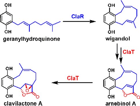 Two Cytochrome P450 Enzymes Form the Tricyclic Nested Skeleton of Meroterpenoids by Sequential Oxidative Reactions

@J_A_C_S #Chemistry #Chemed #Science #TechnologyNews #news #technology #AcademicTwitter #AcademicChatter

pubs.acs.org/doi/10.1021/ja…