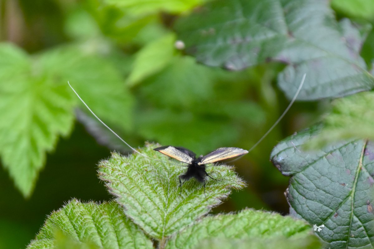 I think this is the green longhorn moth Adela reaumurella with its extra long antenna, hard to photograph this active tiny moth in a strong wind. Several found today in an ancient wood in @ChilternsNL @UpperThamesBC