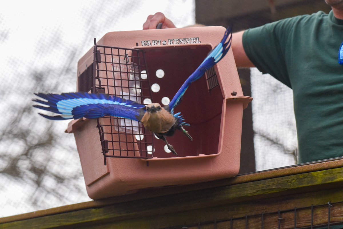 A true sign of spring at the Zoo: not budding flowers or bright sunshine—birds! Today, warm weather birds 'migrated' back into the African Aviary for the season. Celebrate spring with hamerkops, blue-bellied rollers and more, plus a brand new species, the turaco!