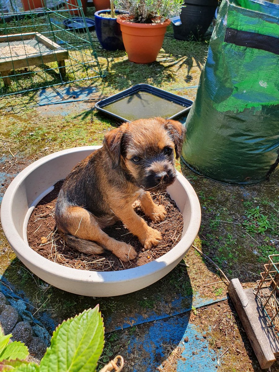 When I still fitted in a flowerpot
#ThrowbackThursday #BTPosse #Rubeae #ThursdayMood