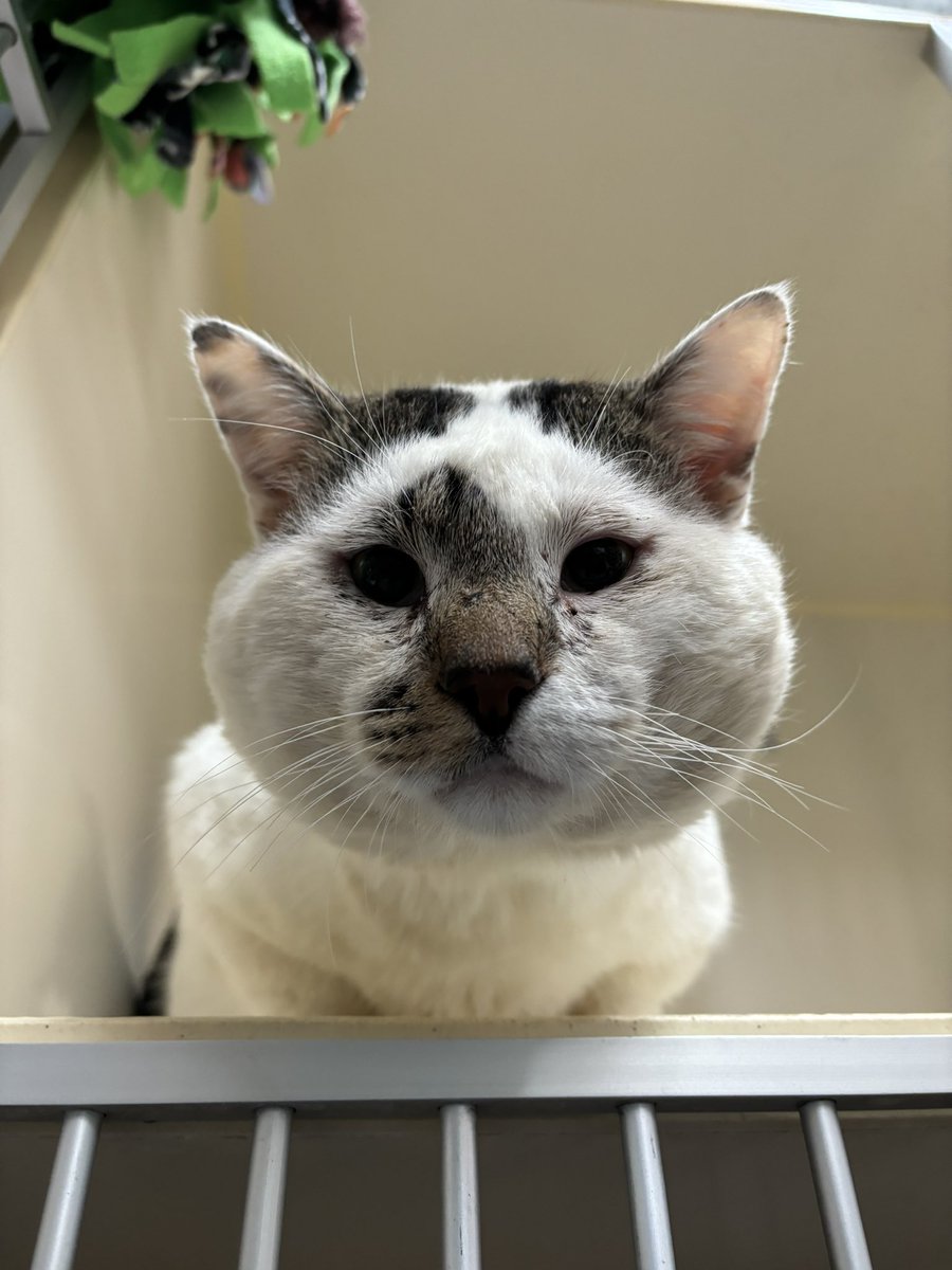 🐾 Celebrate National Pet Day by giving a loving home to a feline friend! Our shelter at Town Cats of Morgan Hill is overfilling with sweet cats waiting for their furrever homes. Adopt, don't shop, and make a difference in a cat's life today! 🐈🐈‍⬛ #NationalPetDay #AdoptDontShop