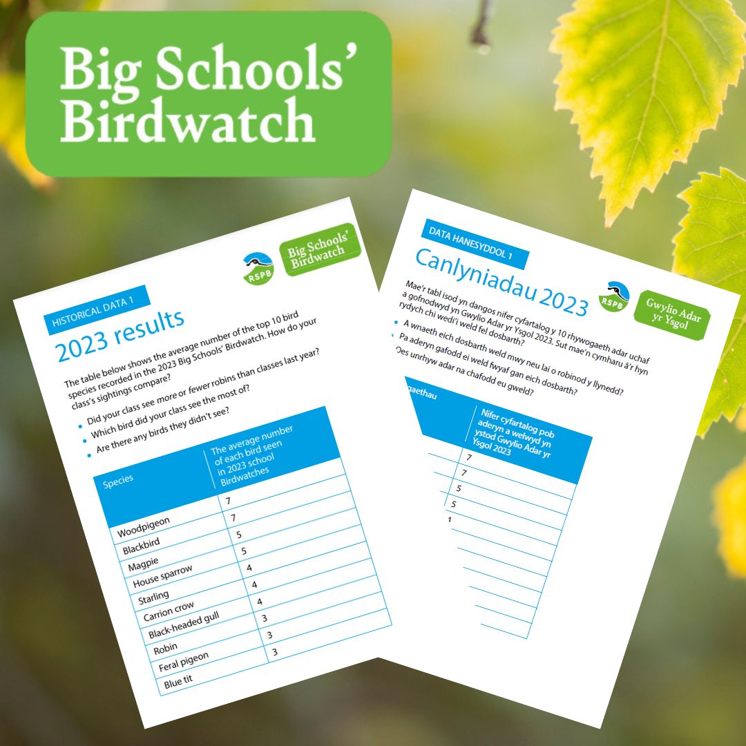 Do you have a math lesson coming up? Why not review and compare this year's Big Schools' Birdwatch results? Find our historical data sheets here: rspb.org.uk/whats-happenin…