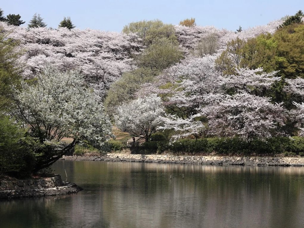Cherry blossom viewing spots in the Kanto Area 🌸🇯🇵 
- Odawara Castle
- Yokohama Miike Park

👉pse.is/5skw6b

#関東地方 #kantoarea #小田原城 #odawara #三ツ池公園 #横浜 #yokohama #さくら #桜 #cherryblossom #sakura #japan #travel #VibeDaily