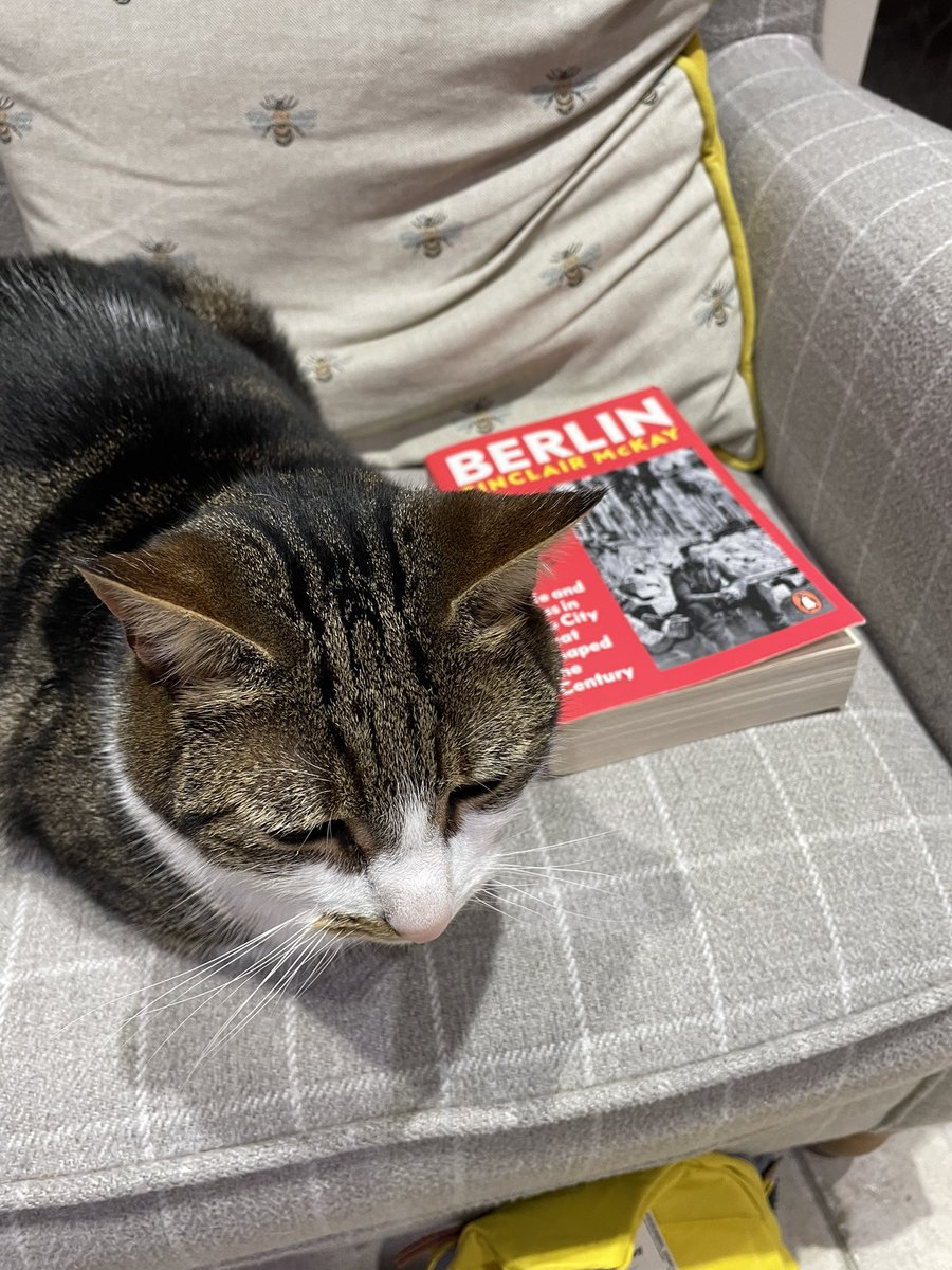 Daisy in my favourite reading chair!