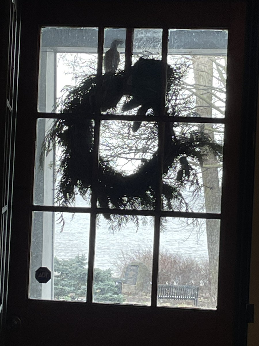 There is a bird building a nest on the wreath on my front door!