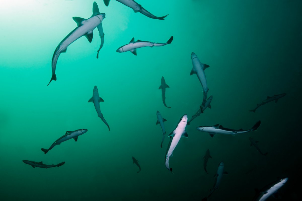 These small sharks are spiny dogfish 🦈 A fun fact about them, females can be pregnant for up to 2 years! This is a very long gestation period for a vertebrate.

#SharkWeek #Wildlife #FunFact #Ocean #Shark