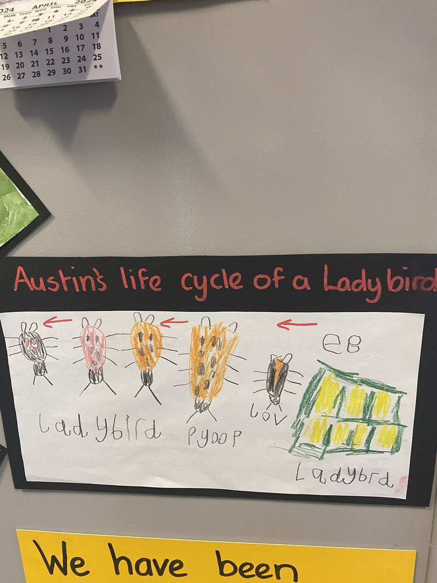 🐞With the help of reception yellow I have discovered a plethora of ladybird facts. They don’t have teeth, they are red to ward off predators, they even squirt liquid from their knees when threatened!!😱 Look at our completely independent work to show our findings. <a href="/mesne_lea/">Mesne Lea</a> 🐞