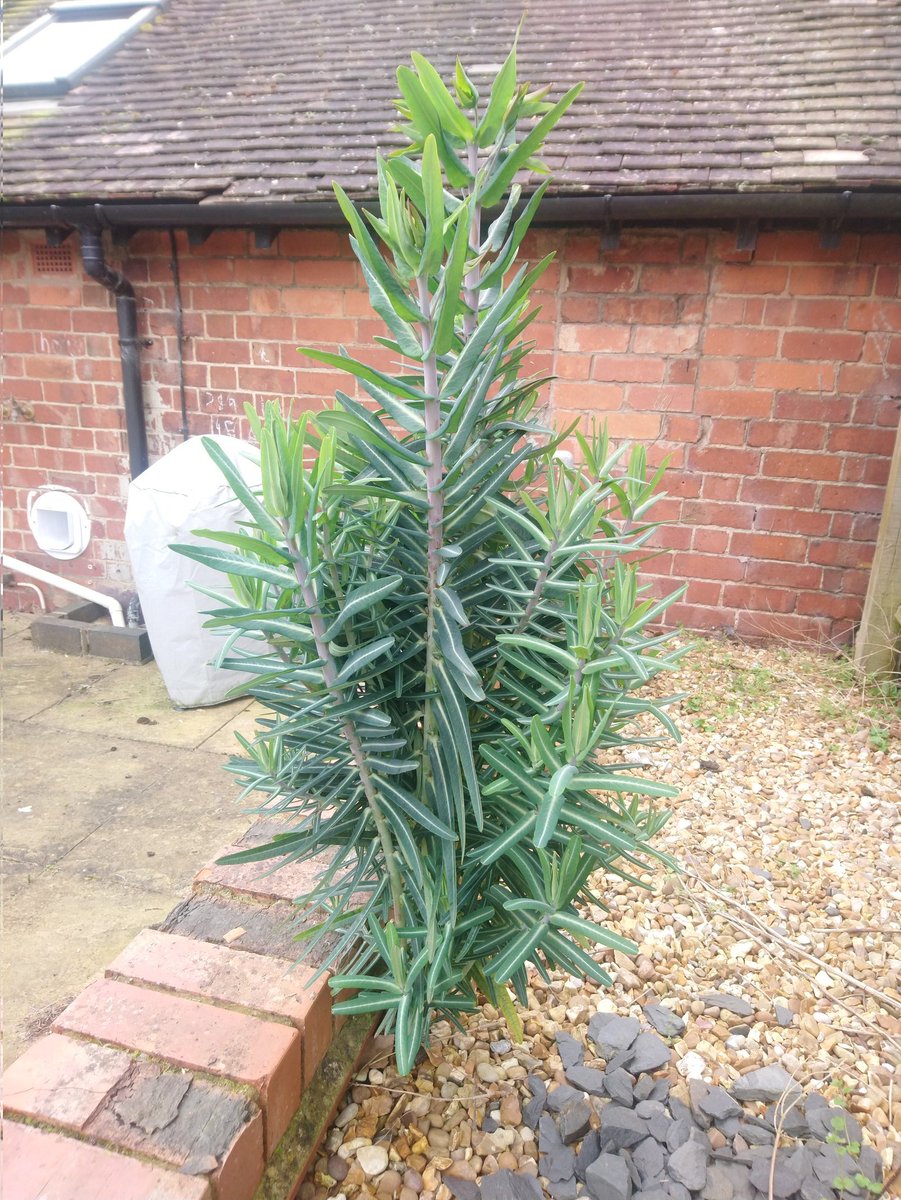 It looks taller from this perspective but it's actually only about a metre high. Can anyone put a name to this 'weed'?