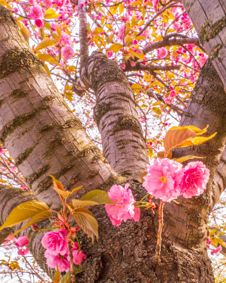 The Kwanzan cherry trees are here to let us know that the bloom can't stop, won't stop. We're lucky to have these bright pink flowers even as the Yoshino cherry blossoms around the Tidal Basin have faded. bloomcam.org 📸: @Chris_FukudaWx