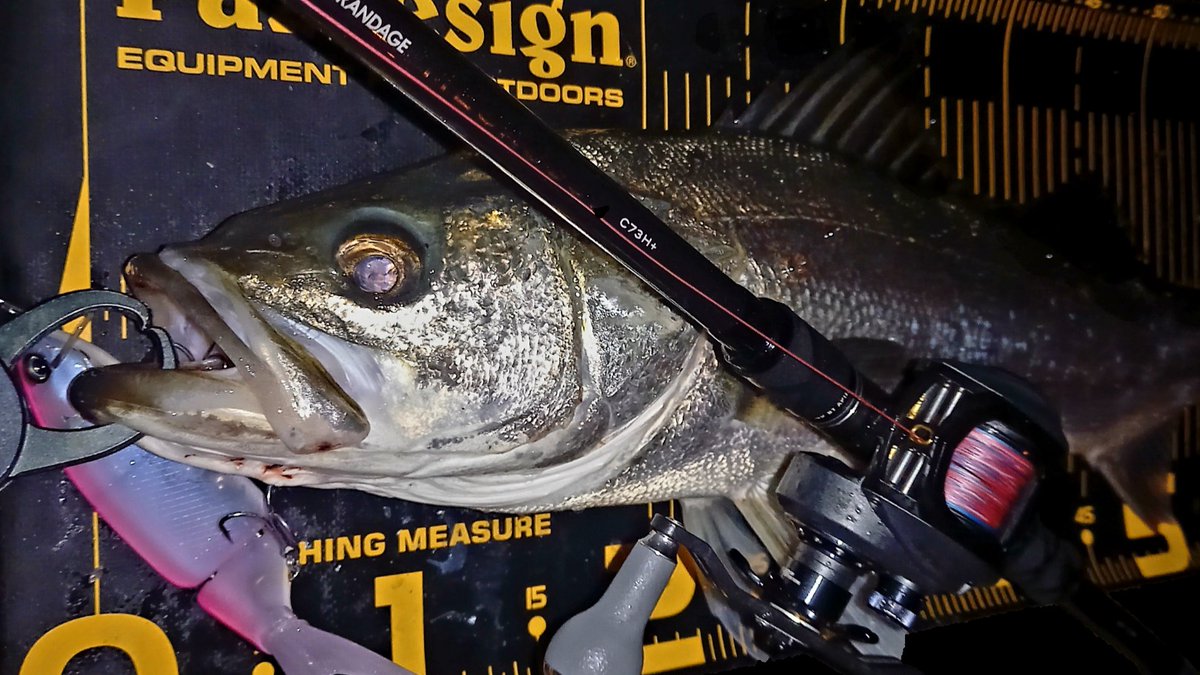 sumida_hunter's tweet photo. 下げ終わりに間に合って良かった💦タイニーとビースト共にVテール🎣いくら何でもサイズピッタリ過ぎでしょ🤣
#MEGASOUL #C73H+
#タイニークラッシュ
#ビースト175 https://t.co/4YcPt3e44W