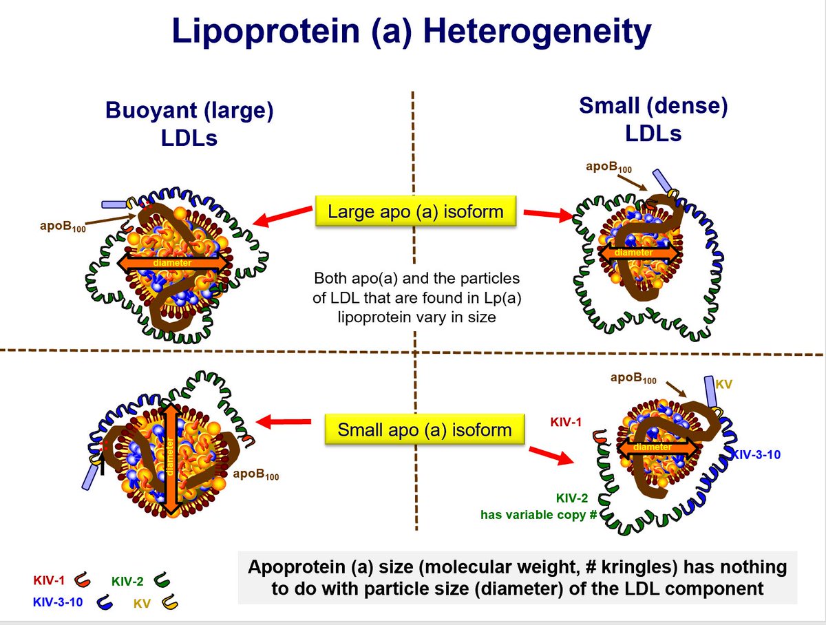 Some Lp(a) education. I have found many clinicians are confused when they hear about 'small Lp(a) particles.' The 'small' refers to the lower molecular weight (hence smaller than the higher MW) isoforms of apoprotein (a). 'Size' does not refer to the diameter of the LDL moiety of