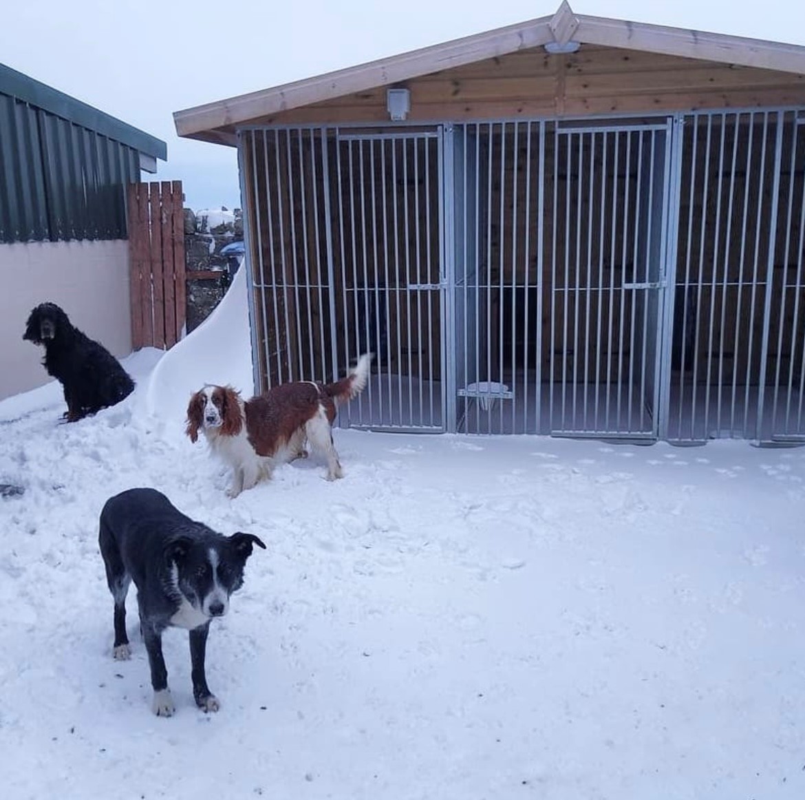 BenchmarkKenne1's tweet photo. Transform your furry friend's world with the finest kennels in the UK! Our premium kennels are more than just shelters – they're cosy homes designed for ultimate canine comfort. #workingsdogs #dogs #dogsofinstagram #gundogs #huntingdog #Springerspaniel #englishcocker #retriever https://t.co/64FAVrGAIO
