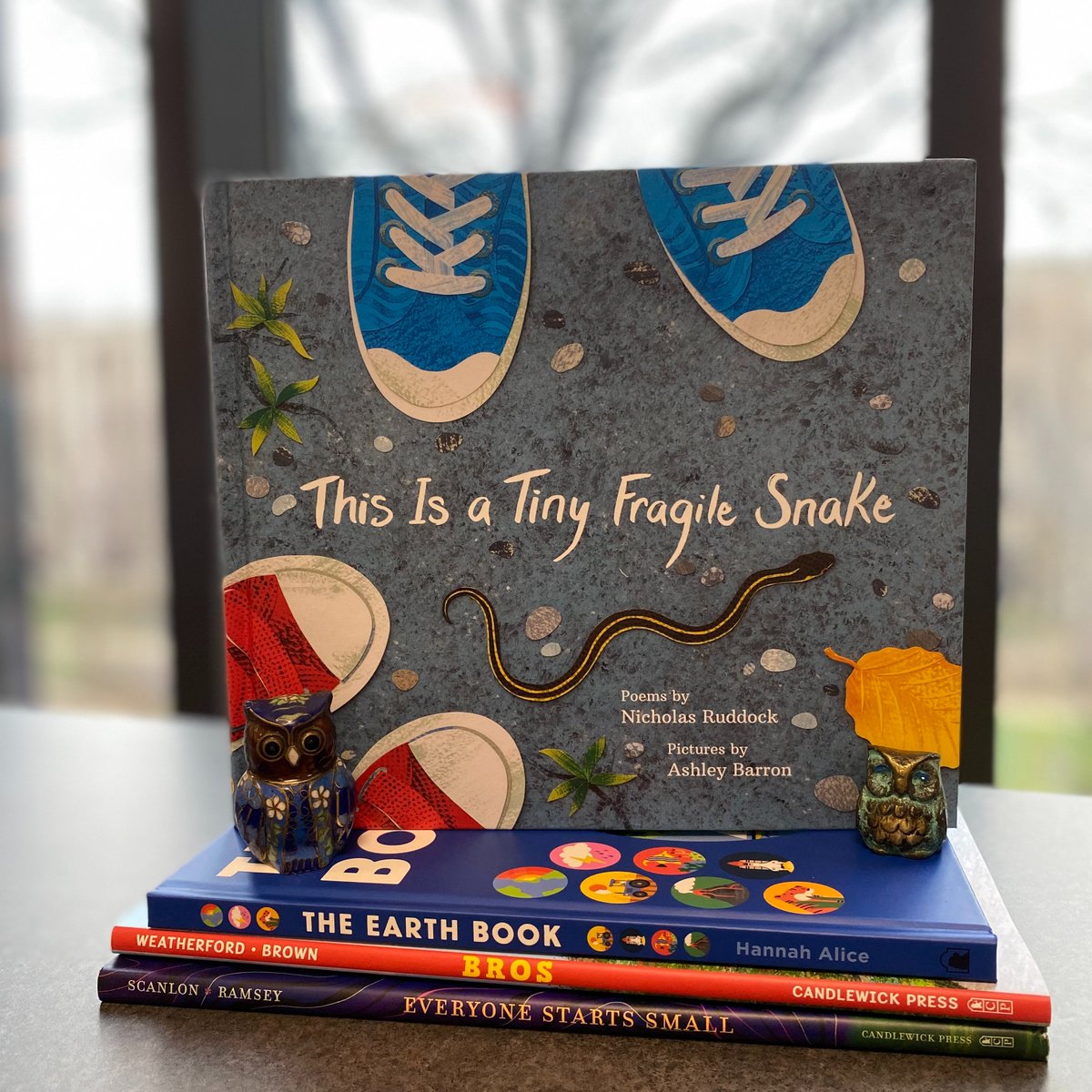 📚🐍This Is A Tiny Fragile Snake by Nicholas Ruddock and Ashley Barron. #dailybutlershelfie #thisisatinyfragilesnake #nicholasruddock @Ashley__Barron @GroundwoodBooks