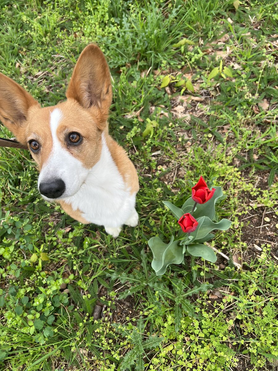 Look mom!!!! I found a flower nearly as beautiful as me!😌🌷
#Corgi #CorgiCrew #DogsOfX #DogsAreFamily