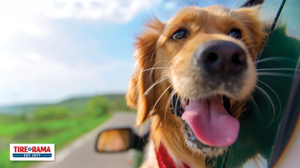 Drive happy, drive pet-friendly. #NationalPetDay #PetSafety 🐶🐱