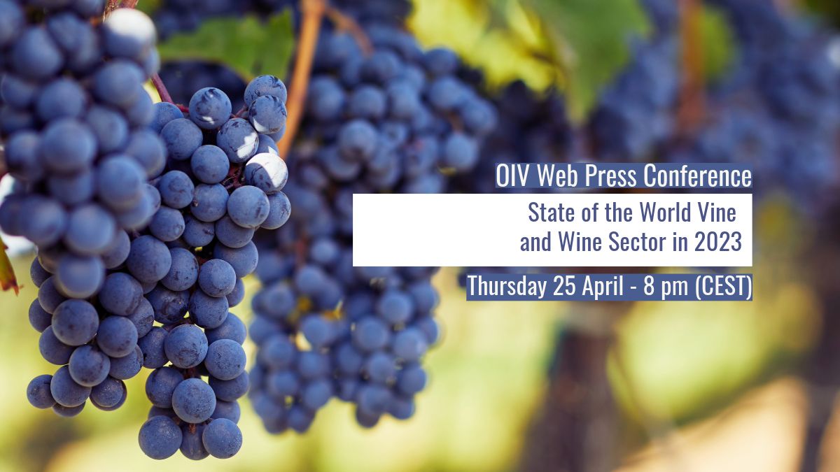 Join us for the OIV Online Press Conference!
🗓️ Thursday 25 April 
🕗 8pm CEST 
Register now: buff.ly/4alUiAx 
#vineyard #vine #winesector #globalwineproduction #consumption