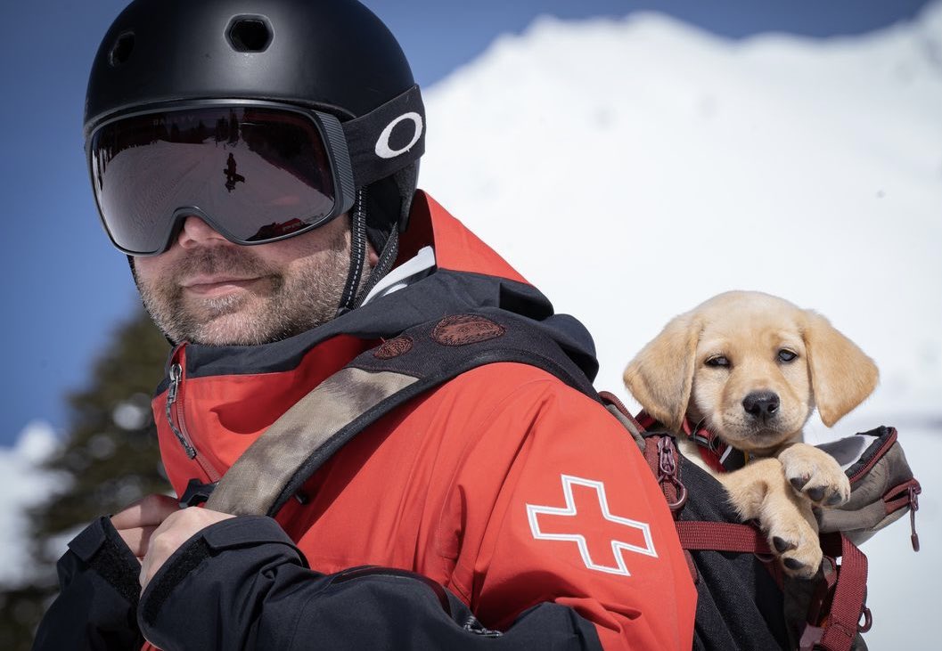 Introducing, June! She’s on her way to becoming the newest member of the @HoodMeadows Avalanche Dog Team. At 8-weeks old, she’s already on the chairlift & riding down the slopes in a backpack. (I MUST CUDDLE HER)

📷: Ben Mitchell #mthood #oregon #avalanchedog @fox12oregon #news