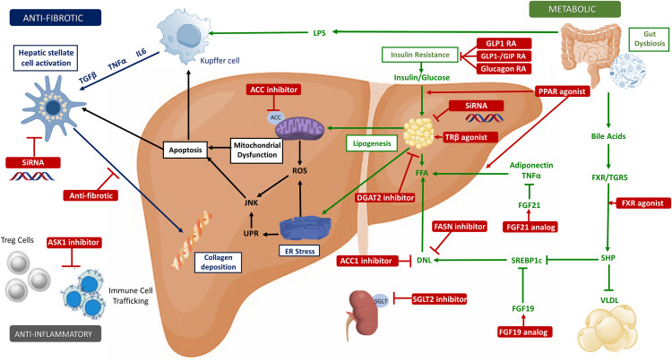 New! Online now: New and emerging treatments for metabolic dysfunction-associated steatohepatitis dlvr.it/T5N7xq