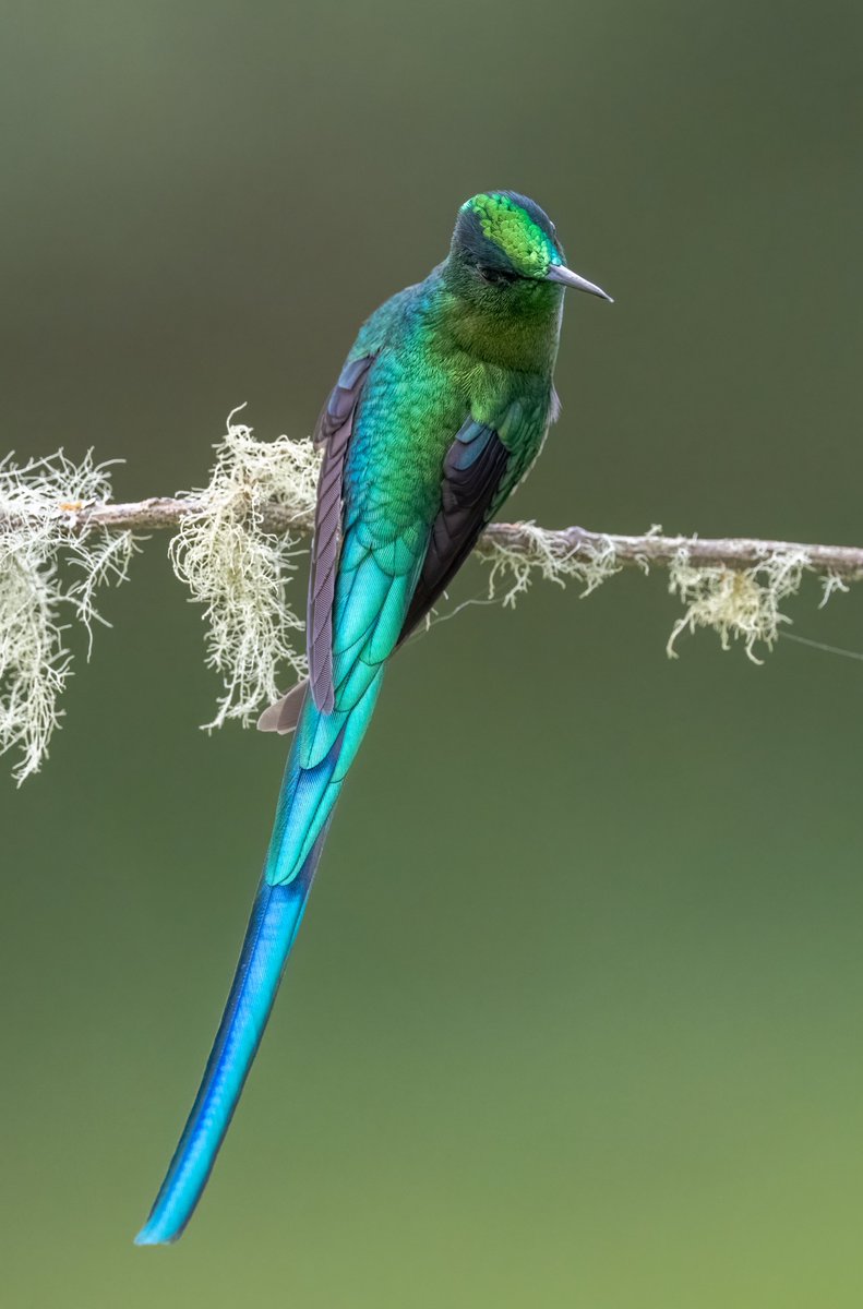 Hora de ver una belleza de colibrí. Aglaiocercus kingi