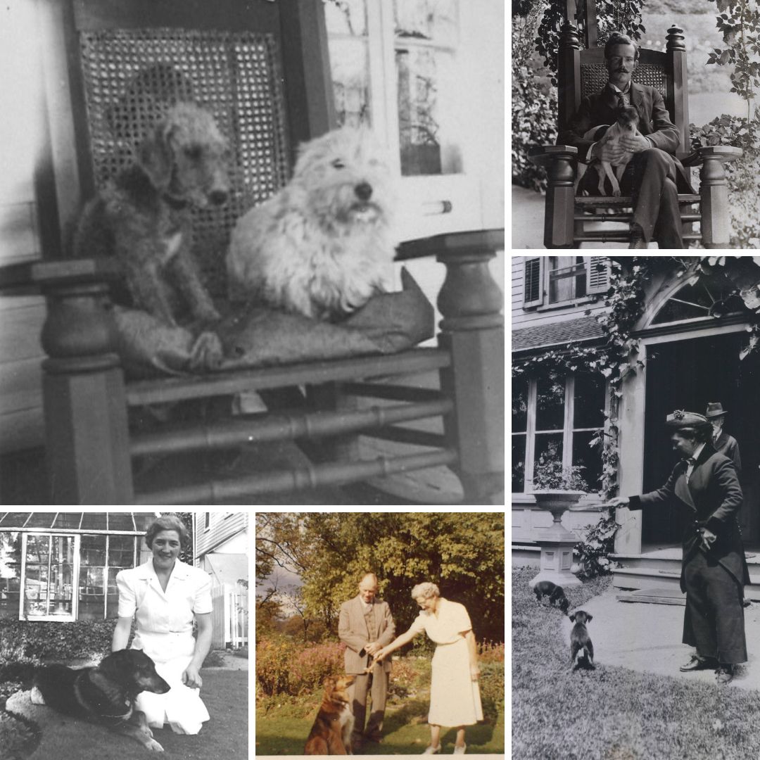 Today is National Pet Day and we're showing off some of the Harris pets like Smokey and Keltie, Tommy curled up with Ronald, Thorby with Margaret, Lassie, and Milly with some small puppies. #NationalPetDay #LdnOnt #Dogs
