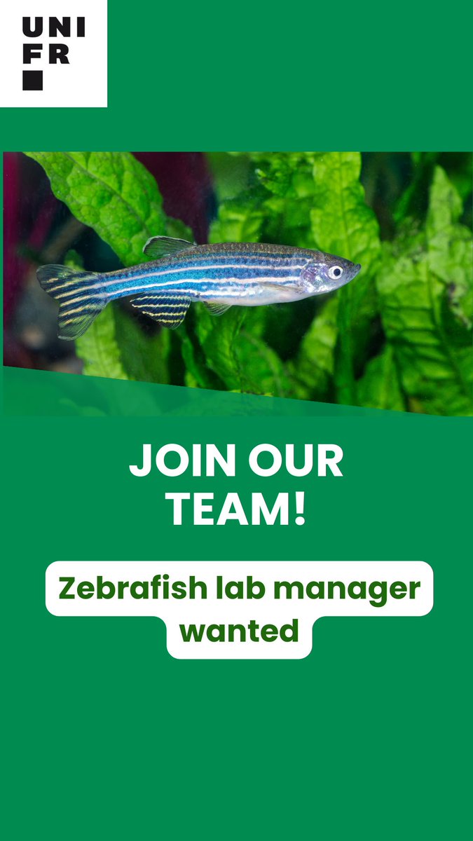 unifrBiology's tweet image. Ana Jazwinska&apos;s lab is looking for a zebrafish laboratory manager.
The zebrafish facility is an independent unit at the Department of Biology, with its own research space and a fully equipped aquarium system.
#unifrbiology #openposition #Fribourg #unifr #research #zebrafish