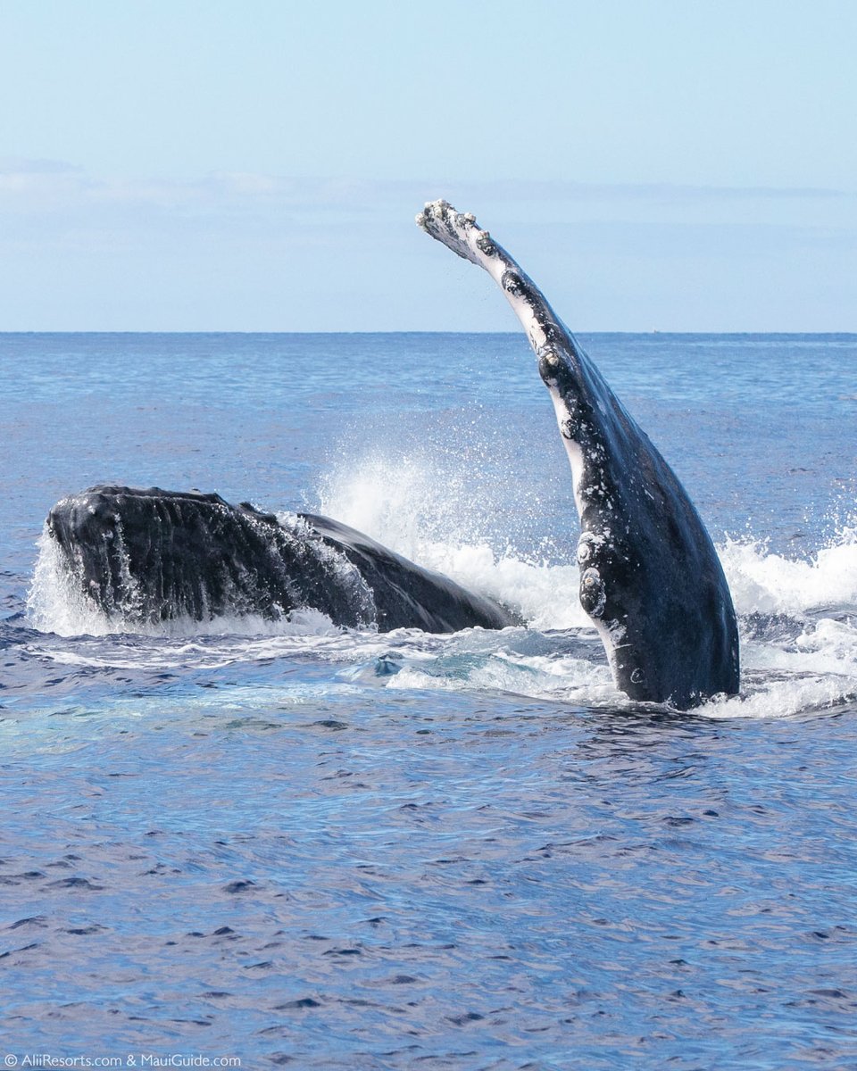 It's still whale season around Maui!  A truly magic time.  #blessed #mauinokaoi