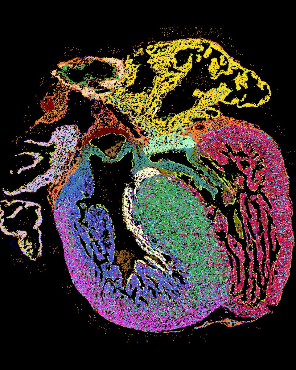 How do diverse cardiac cell types organize into the complex structures required for heart function? Using #SingleCell + MERFISH, researchers Quan Zhu & Neil Chi developed a spatial map of heart cell development & interactions in @nature: bit.ly/3TwZqe1