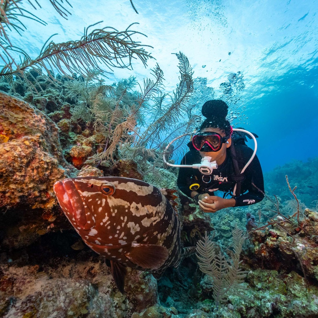 Wave hello to the Nassau Grouper! This enormous fish is sadly considered to be endangered, despite the health they bring to their ecosystems. Let's continue to make our oceans healthy to support sea life like the grouper!

#SaveOurOceans #FindYourOcean #scubadiving #diving