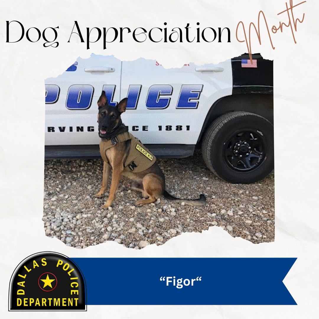 This #DogAppreciationMonth, we are grateful for our K9 members. The work of these dogs, along with their handlers, help keep our city safe. #DallasPD #FeatureFriday