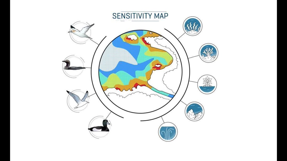 Check out this video from @BirdLifeEurope that discusses the importance of developing sensitivity maps to help aid in the environmentally responsible development of #offshorewind farms! buff.ly/4anpnUh