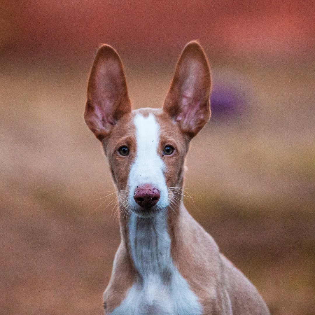 There is a dog breed that is so ancient you can find it in the hieroglyphics of ancient Egypt.

What is this regal, leggy animal?

It's the Ibizan Hound!

Follow us on this thread to learn some stuff and smile at dog photos!

🧵
