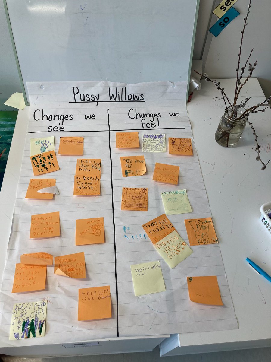 Observation station! An integrated Science and ELA literacy center in P/1 Wyllie at Bible Hill Consolidated. Students post their observations about changes they see in their pussy willows. @CCRCE_NS